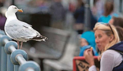 SHOCK OF SEAGULLS