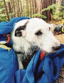 Rescued Reggie a lucky dog after 100ft plunge