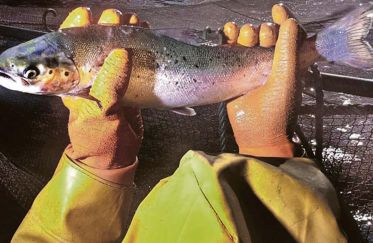 Fish farm giants reel in £5.5m handouts