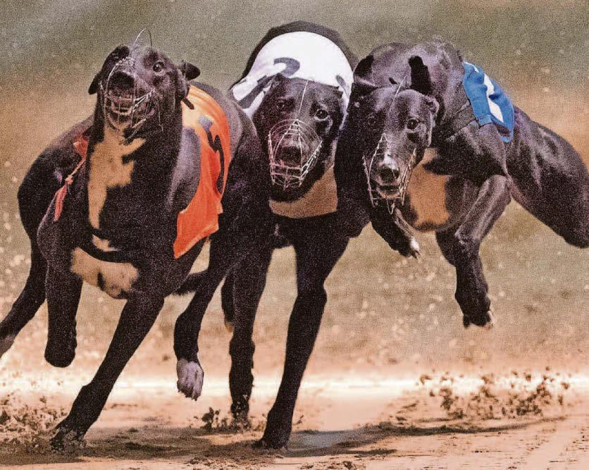 TV's Chris: Pack in the dog racing
