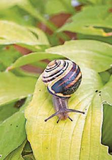 Flappy days are here again