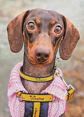 'Perfect storm' puts 25 Dogs Trust jobs at risk at North Devon centre