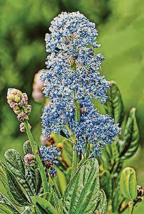 CALIFORNIA SCHEMING...