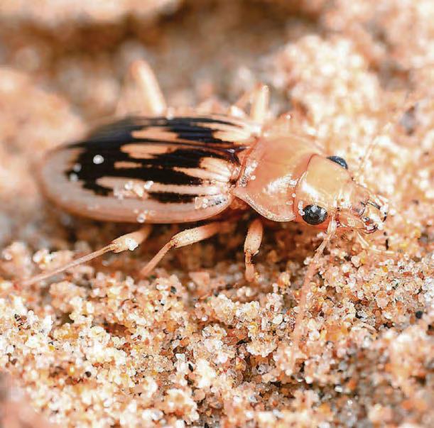 Hunt is on to rediscover elusive beetle hoped to be on beaches