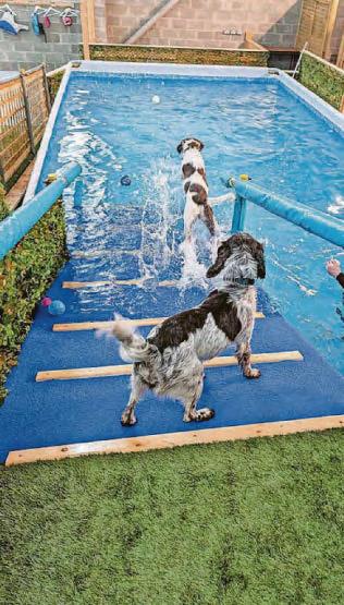 New indoor pool for dogs opens to set tails wagging