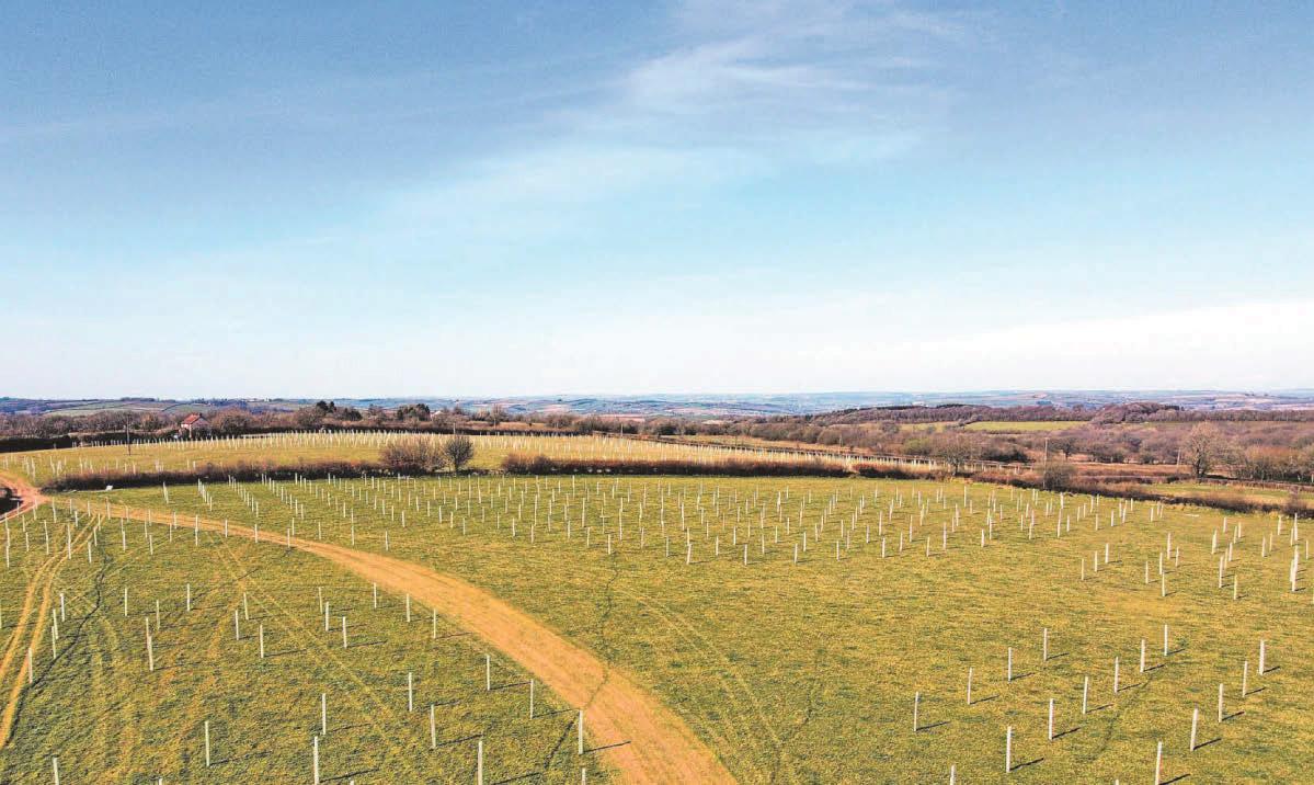 Ambitious bid to create King's new woodland sees 200k trees planted