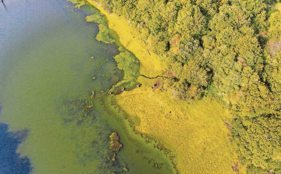 Partners to use funding to work on ways to treat algae earlier