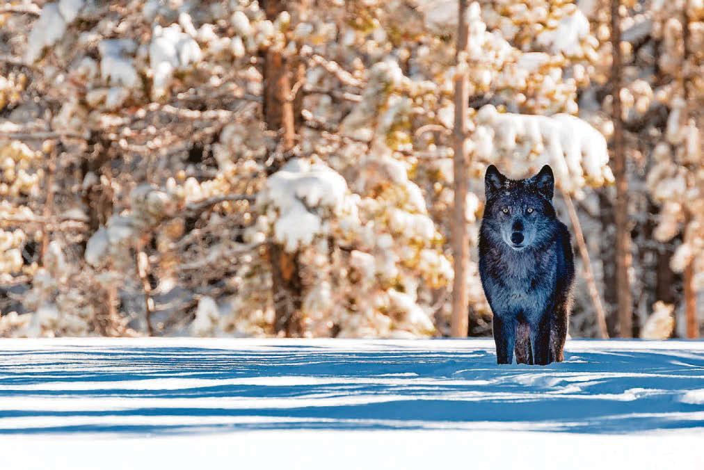 Talk a walk on the wild side with exhibition at RAMM