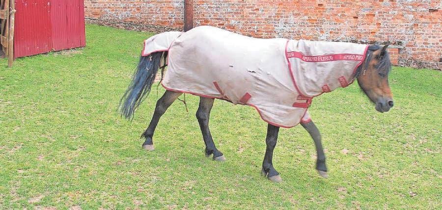 Sadness as popular animal attraction at castle closes
