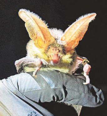 Rare species of bat spotted during nature walk