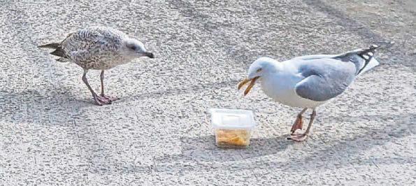 How to stop gulls nicking your chips? Shout at them