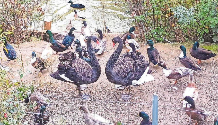 Some of town’s waterfowl to be culled due to bird flu
