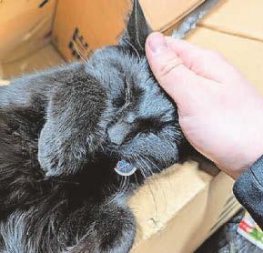 Petition calls for stray to be allowed to stay at depot