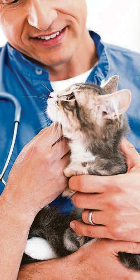 'Transparency and compassion are key to vet trade'