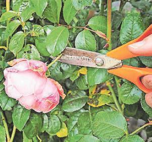 GIVE YOUR SPACE A ROSY GLOW...