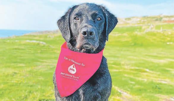 Could your dog become a lifesaving blood donor?