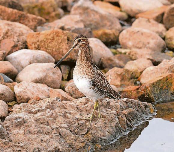 Elusive bird spotted in Coventry park