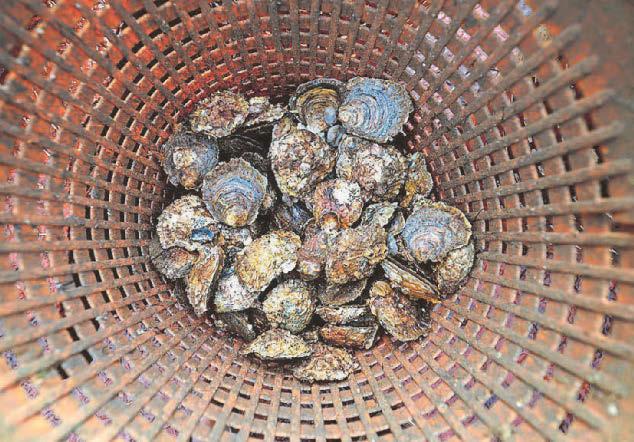 Cutting global emissions 'the only way' to safeguard seafood