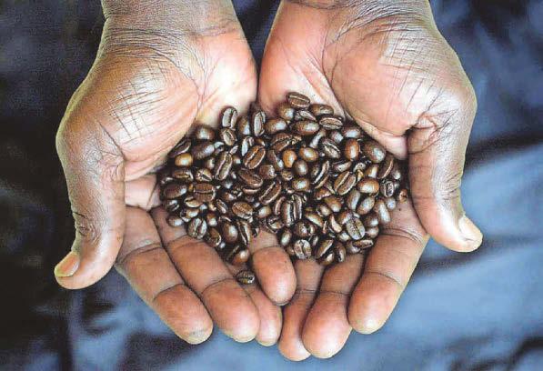 Study reveals climate threat to coffee, chocolate and wine