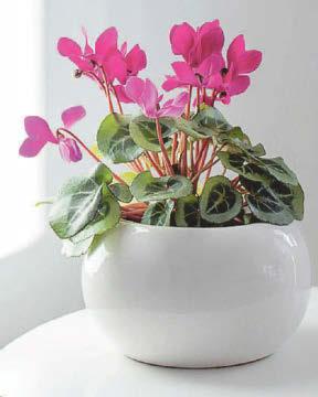 All hail the houseplant