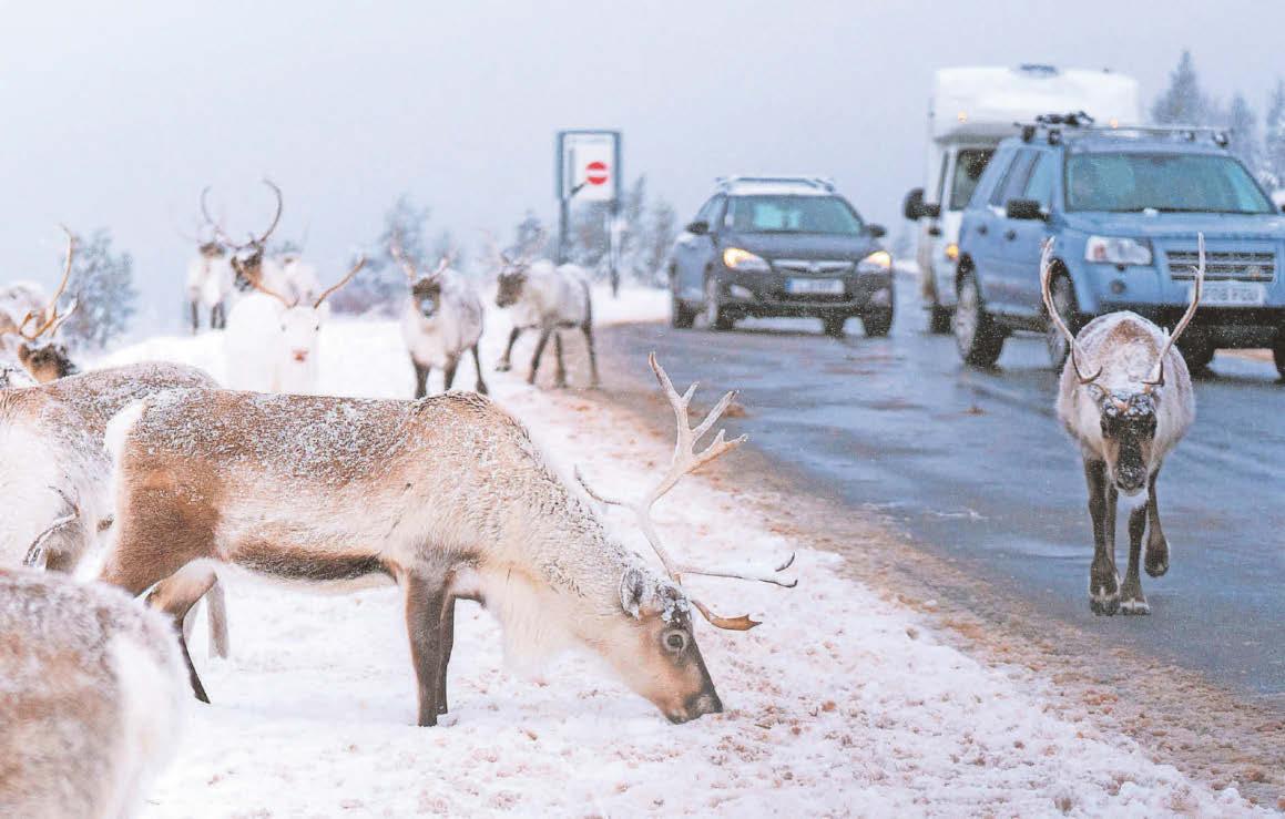 New immigration laws over fear of losing next election