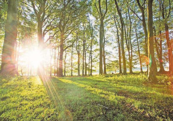 Park's aiming to plant a million more trees after passing target