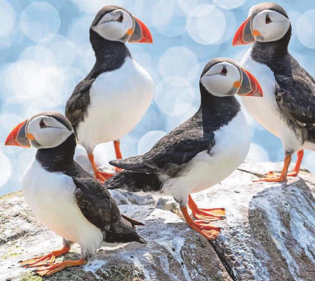 Farne Islands puffin numbers show drop of nearly a quarter