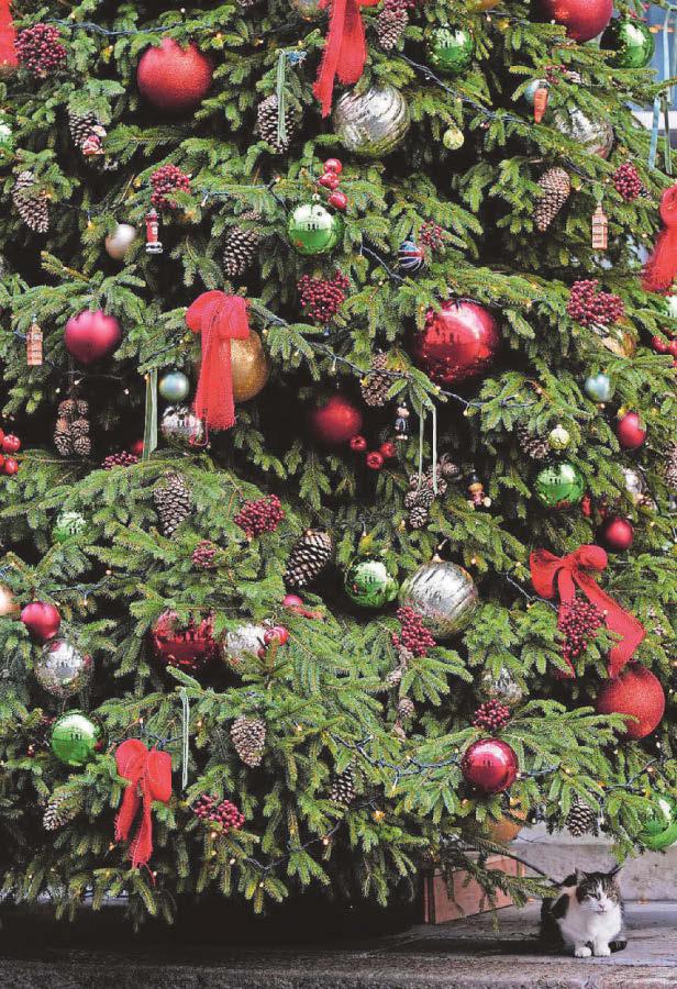 Famous Christmas tree is provided by proud local business