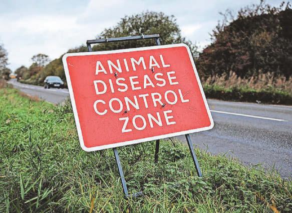BIRD FLU ALERT ISSUED AFTER RIVER AVON GEESE STRUCK DOWN
