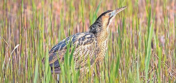 Booming bitterns among a year of wins for nature