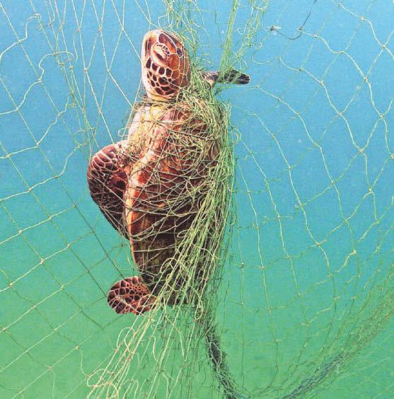 Global communities to get £14m fund from UK to protect oceans