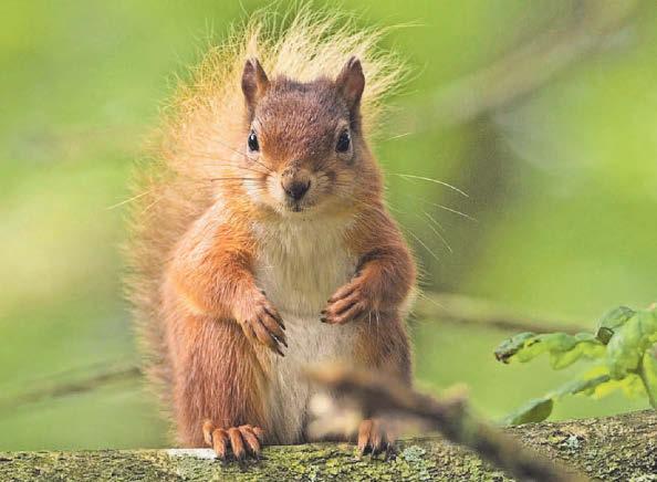 Campaign launched for rare red squirrels to get an emoji