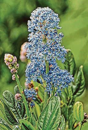 CALIFORNIA SCHEMING...