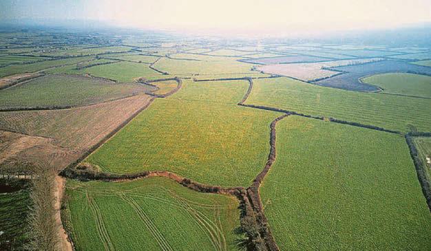 Morph creator's gift for wildlife