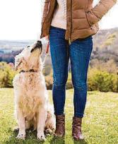 Dog owners asked to tell their tales