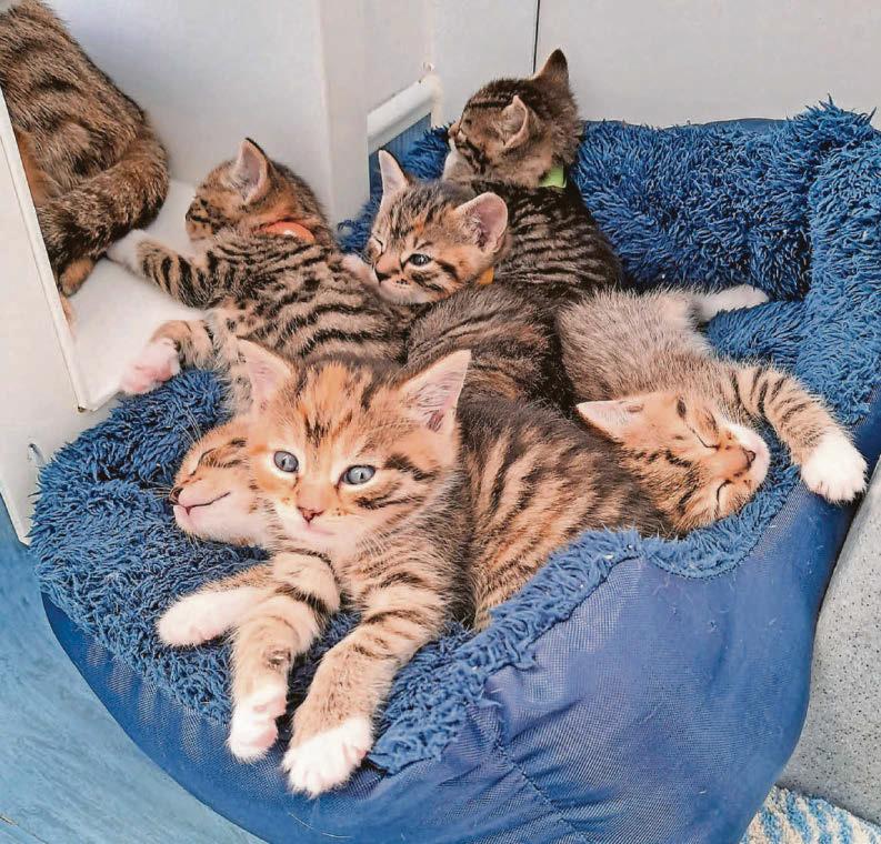 Cat numbers surge sparks animal shelter warning