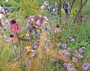 Gardeners are encouraged to just go wild