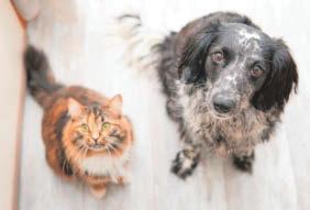 Pet owners warned after woman fined over £800