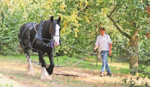 Shire horses help create woodland haven for all