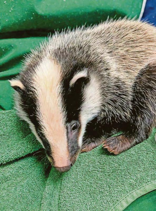 Orphaned badger cubs are nursed back to health