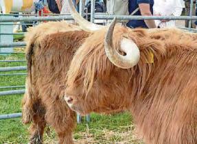 It's show time again