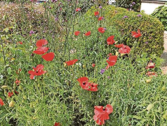 ‘Flower always makes me stand for a moment and remember'