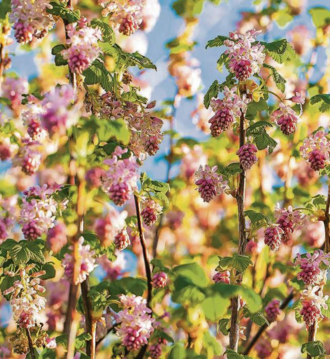 Currant affairs