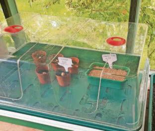 Trees being grown by uni come from two that survived Hiroshima atomic bombing