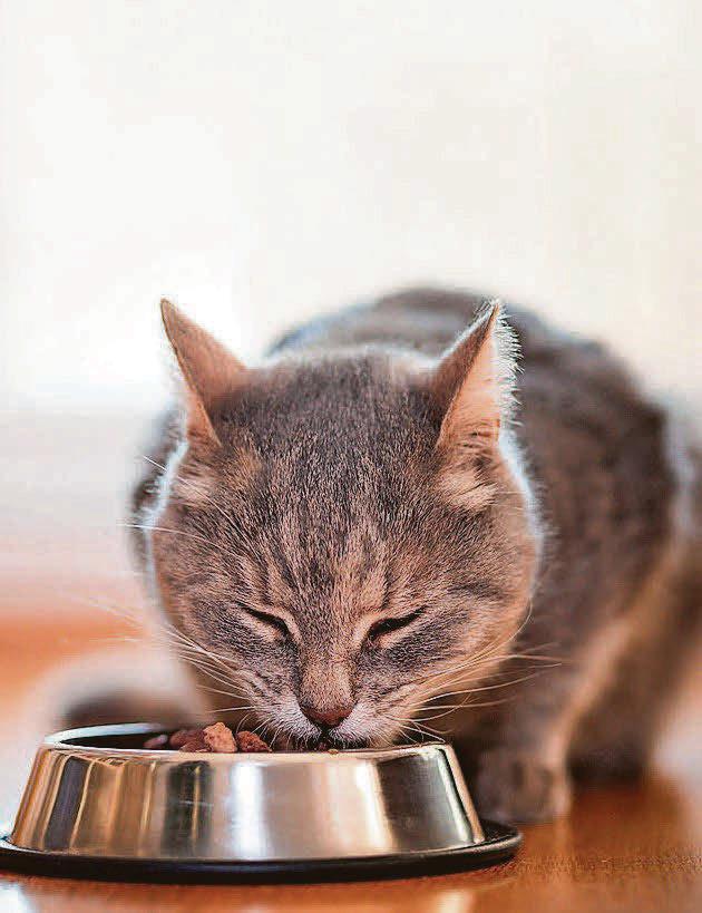 Cat's thyroid is overactive