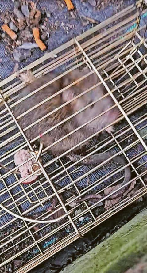 'Use of social media has changed landscape of abuse, with videos of animal cruelty shared for likes'