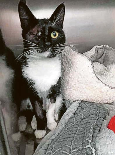 Warning as cat left with one eye