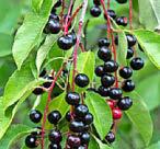 Going down a tweet...