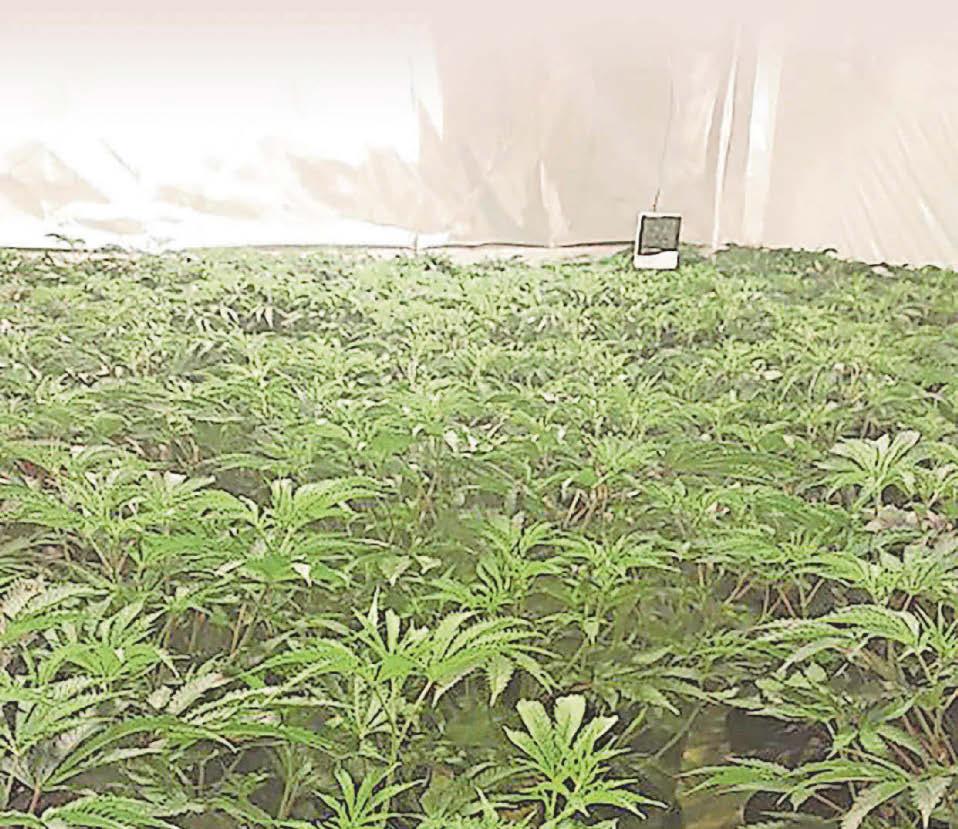 Grim reality of life 'running' a cannabis farm
