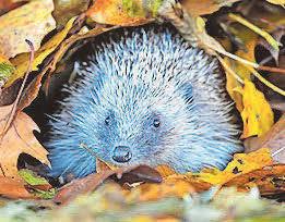Shrubs and trees' winter striptease!